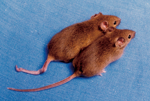 Bezsenne transgeniczne myszy uczą o zegarze biologicznym